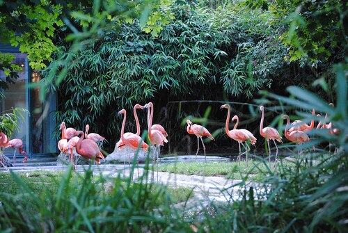 Vienna Audio guide: Explore Schönbrunn Zoo