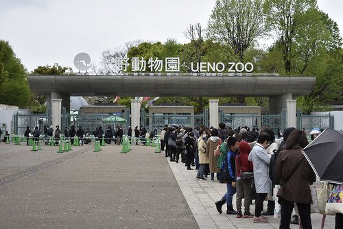 Audioguide de Tokyo : explorez le zoo d'Ueno