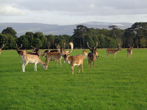 Audioguide de Dublin : explorez Phoenix Park