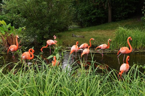 Toronto Audio guide: Explore Toronto Zoo