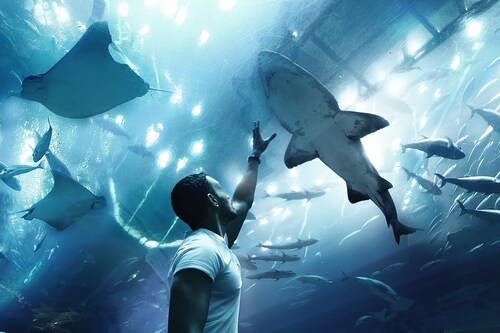 Dubai Audio guide: Explore Dubai Aquarium and Underwater Zoo