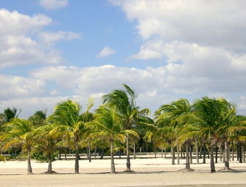 Audioguida di Miami: esplora Crandon Park