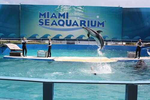 Audioguide de Miami : explorez le Miami Seaquarium