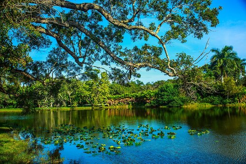 Audioguida di Miami: esplora il Fairchild Tropical Botanic Garden