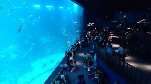 Singapore Audio guide: Explore S.E.A. Aquarium