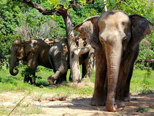 Phuket Audio guide: Explore Elephant Sanctuaries