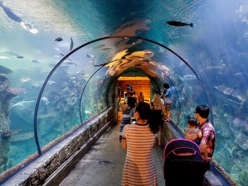 Las Vegas Audio guide: Explore Mandalay Bay Shark Reef Aquarium