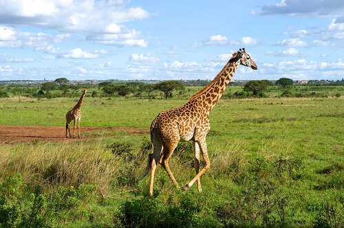 Audioguida di Nairobi: esplora il Parco Nazionale di Nairobi