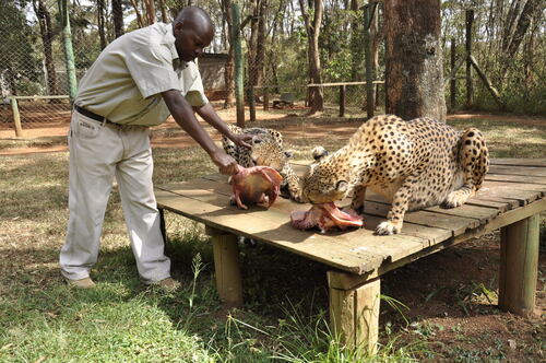 Nairobi Audio guide: Explore Nairobi Animal Orphanage