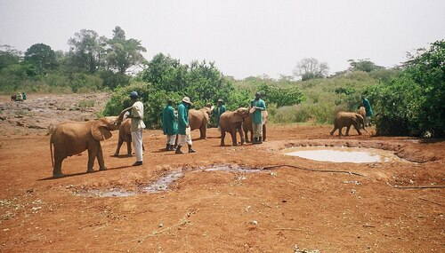 Audioguide de Nairobi : explorez le David Sheldrick Wildlife Trust