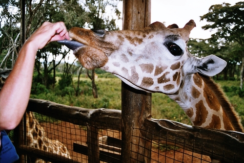 Nairobi Audio guide: Explore Giraffe Centre