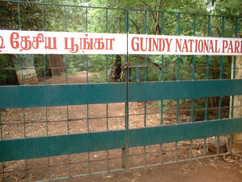 Guia de áudio de Chennai: explore o Parque Nacional Guindy