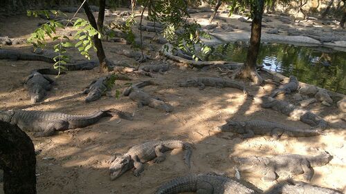 Guia de áudio de Chennai: explore Madras Crocodile Bank Trust