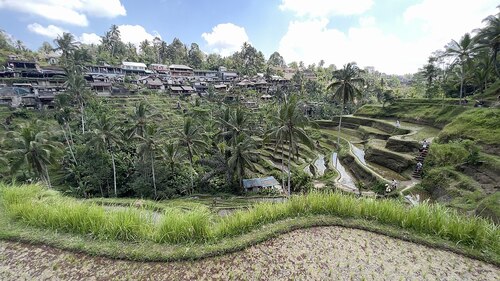 Guia de áudio de Bali: explore os terraços de arroz de Tegalalang