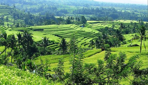 Bali Audio guide: Explore Jatiluwih Rice Terraces