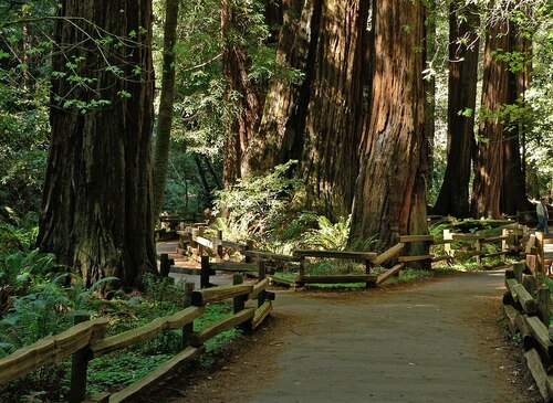 San Francisco Audio guide: Explore Muir Woods National Monument