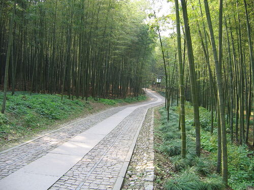 Hangzhou Audio guide: Explore Yunqi Bamboo Path