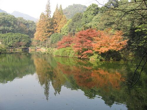 Hangzhou Audio guide: Explore Nine Creeks Meandering Through a Misty Forest