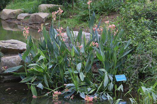 Audioguida di Hangzhou: esplora il giardino botanico di Hangzhou