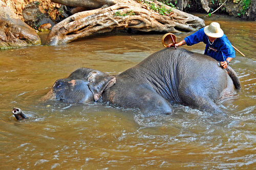 Chiang Mai Audio guide: Explore Mae Sa Elephant Camp