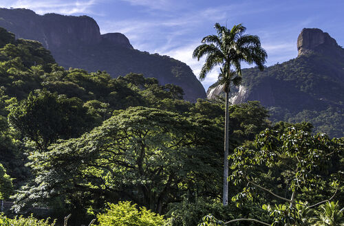 Guia de áudio do Rio de Janeiro: Explore o Parque Nacional da Tijuca