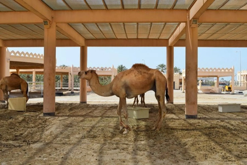 Audioguida di Manama: esplora la Royal Camel Farm