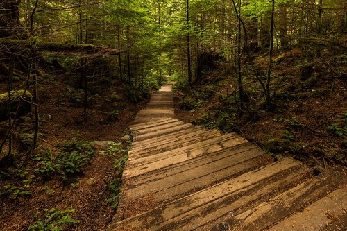 Audioguida di Vancouver: esplora il Lynn Canyon Park