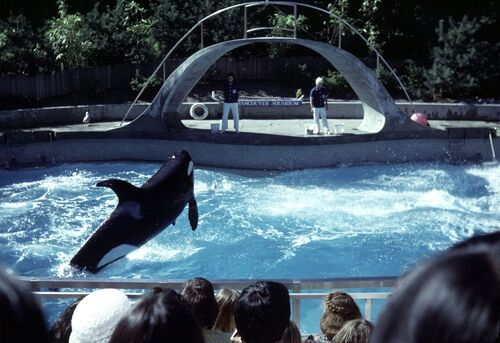 Audioguida di Vancouver: esplora l'Acquario di Vancouver