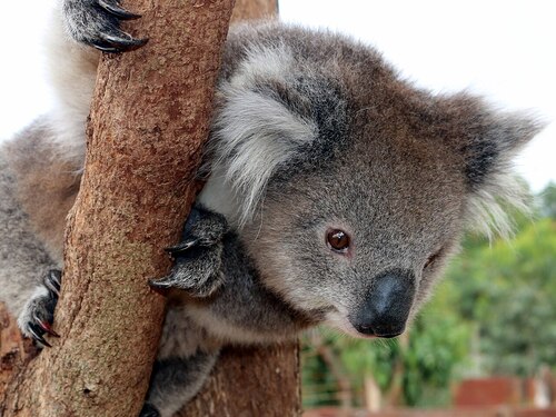 Melbourne Audio guide: Explore Werribee Open Range Zoo