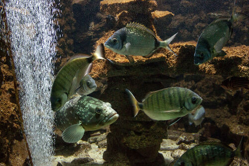 Rhodes Audio guide: Explore Rhodes Aquarium