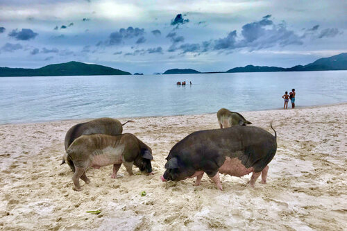 Koh Samui Audio guide: Explore Pig Island