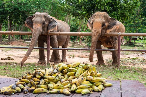 Koh Samui Audio guide: Explore Samui Elephant Sanctuary