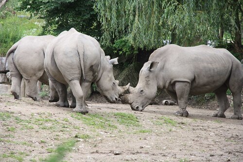 Audioguide de Salzbourg : explorez le zoo de Salzbourg