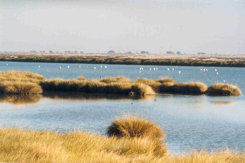 Audioguide de Séville : explorez le parc naturel de Doñana